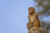 Rhesus macaque sat on rock rhesus macaque,rhesus monkey,macaca mulatta,mammalia,mammal,primate,Cercopithecidae,old world monkey,monkey,profile,face,sitting,sat,least concern,eyes,rock,Himalayas,Nepal,Asia,staring,Old World Monk