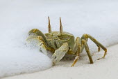 Ghost Crab (ocypode ceratophthalma) feeding on the beach amongst the foam of breaking waves Amirantees,D'Arros Island,Horizontal,Indian Ocean,Islands,Marine Protected Area,Seychelles,St Joseph Atoll,atoll,coast,coral island,day,ghost crab,ocean,oceanic,ocypode ceratophthalma,tropical islands