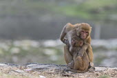 Rhesus macaque female with young rhesus macaque,rhesus monkey,macaca mulatta,mammalia,mammal,primate,Cercopithecidae,old world monkey,monkey,vertebrate,animal behaviour,shy,cute,hands,feet,ears,nose,sitting,himalayas,nepal,asia,love,