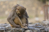 Rhesus macaque looking down rhesus macaque,rhesus monkey,macaca mulatta,mammalia,mammal,primate,Cercopithecidae,old world monkey,monkey,vertebrate,grooming,animal behaviour,shy,sad,grumpy,cute,hands,feet,ears,nose,sitting,himala