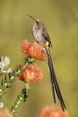 Cape sugarbird perched on flower aves,bird,birds,close up,perched,flowers,flower,passerines,portrait,single,colour,colourful,orange,sugarbirds,vertical,feathers,least Concern,promeropidae,Passeriformes,Promerops cafer,male,Hermanus,W