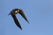 Peregrine falcon in flight flight,flying,sky,bird of prey,falco peregrinus,peregrine falcon,falcon,falconidae,aves,birds,least concern,botrivier,Western Cape,South Africa,Africa,fast,speed,wings,vertebrate,action,Wild,Aves,Bird