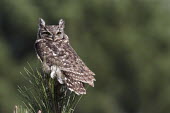 Spotted eagle-owl perched on pine owls,perched,perching,branch,sitting,eyes,close-up,resting,aves,bird,strigidae,owl,bird of prey,bubo africanus,spotted-eagle owl,vertebrate,least concern,Botrivier Western Cape,South Africa,Africa,pat