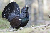 Capercaille displaying Capercaillie,Western capercaillie,Tetrao urogallus,aves,bird,phasianidae,UK species,British species,tail feathers,vertebrate,beak,bill,head,feathers,eye,close up,Scottish Highlands,Highlands,Scotland,