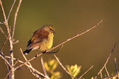 Cape siskin perched on branch passerine,finch,least concern,perch,perched,branch,side view,bird,aves,brown,Passeriformes,Fringillidae,Serinus totta,Hermanus,Western Cape,South Africa,Africa,Wild