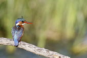 Malachite kingfisher perched on branch, rear view Alcedinidae,Alcedo,Alcedo cristata,Aves,Birds,Coraciiformes,Kingfisher,River Kingfisher,perched,perching,rear view,back,Corythornis cristatus,beautiful,iridescent,colour,colourful,least concern,Intaka