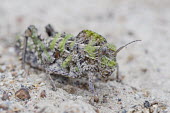 Saw-backed locust African insect,Beauty in Horizontal,Marine Protected Area,National Park,South Africa,West Coast National Park,Western Cape,africa,african,biology,hoplolopha spp,insect,nature reserve,no people,protect