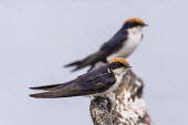Wire-tailed swallow pair African bird,Botswana,Chobe,Chobe River,Game Reserve,Horizontal,Kasane,africa,african,african wildlife,animal,aves,avian,biology,chobe national park,day,fauna,nature reserve,ornithological,ornithology