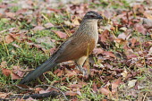 White-browed coucal Peter Chadwick African bird,Botswana,Chobe,Chobe River,Game Reserve,Horizontal,Kasane,africa,african,african wildlife,animal,aves,avian,biology,chobe national park,day,fauna,nature reserve,ornithological,ornithology,protected area,rural,white-browed coucal,wildlife,least concern,bird,cuculidae,Burchell's coucal,close up,profile,portrait,vertebrate,birds,ground,leaves,color image,colour image,image,nature,photo,photography,zoological,zoology