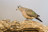 Emerald-spotted wood-dove perching African bird,Horizontal,KwaZulu Natal,South Africa,Zimanga Game Reserve,Zululand,africa,african,african wildlife,animal,aves,avian,biology,day,drinking,emerald-spotted wood-dove,fauna,ornithological,o