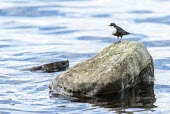 Dipper perched on rock Dipper,White-throated dipper,cinclus cinclus,aves,birds,cinclidae,perched,perching river,water,Scottish Highlands,Scotland,UK,Europe,profile,British species,UK species,least concern,vertebrate,ripple,