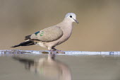 Emerald-spotted wood-dove drinking African bird,Horizontal,KwaZulu Natal,South Africa,Zimanga Game Reserve,Zululand,africa,african,african wildlife,animal,aves,avian,biology,day,drinking,emerald-spotted wood-dove,fauna,ornithological,o