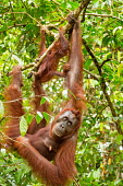 Mother Sumatran orangutan with young climbing tree Sumatran orangutan,orangutan,pongo abelii,mammalia,mammal,primate,hominidae,hominid,great ape,forest,rainforest,Sumatra,Indonesisa,Asia,critically endangered species,critically endangered,mother,baby,