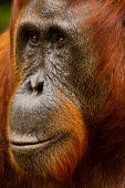 Female Sumatran orangutan close-up Sumatran orangutan,orangutan,pongo abelii,mammalia,mammal,primate,hominidae,hominid,great ape,forest,rainforest,Sumatra,Indonesisa,Asia,critically endangered species,critically endangered,close up,fem