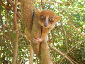 Sambirano mouse lemur Sambirano mouse lemur,Microcebus sambiranensis,mammalia,mammal,primates,cheirogaleidae,mouse lemur,lemur,endangered,rainforest,forest,cute,eyes,whiskers,big eyes,climbing,ears,nose,face,close up,Madag