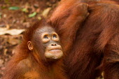Young Sumatran orangutan looking up baby,juvenile,young,infant,profile,portrait,Sumatran orangutan,orangutan,pongo abelii,mammalia,mammal,primate,hominidae,hominid,great ape,forest,rainforest,Sumatra,Indonesisa,Asia,critically endangere
