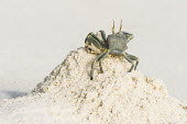 Ghost crab burrowing in sand Amirantees,D'Arros Island,Horizontal,Indian Ocean,Islands,Marine Protected Area,Seychelles,St Joseph Atoll,atoll,coast,coral island,day,ghost crab,ocean,oceanic,ocypode ceratophthalma,tropical islands