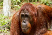 Female Sumatran orangutan close-up Sumatran orangutan,orangutan,pongo abelii,mammalia,mammal,primate,hominidae,hominid,great ape,forest,rainforest,Sumatra,Indonesisa,Asia,critically endangered species,critically endangered,female,close