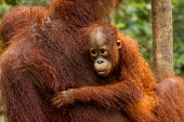 Young Sumatran orangutan holding onto mother Sumatran orangutan,orangutan,pongo abelii,mammalia,mammal,primate,hominidae,hominid,great ape,forest,rainforest,Sumatra,Indonesisa,Asia,critically endangered species,critically endangered,protection,m