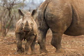 White rhino calf standing near its protective mother Calf,Horizontal,KwaZulu Natal,South Africa,Zimanga Game Reserve,Zululand,africa,african,african animal,african mammal,african wildlife,animal,animal themes,animals in the wild,biology,day,endangered s