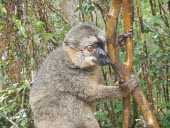 Brown lemur in tree Brown lemur,Common brown lemur,Eulemur fulvus,mammalia,mammal,primates,lemuridae,lemur,face,fur,eyes,nose,ears,forest,rainforest,cute,near threatened,vertebrate,close up,profile,Madagascar,Africa,clim
