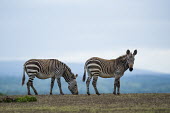 Cape mountain zebras grazing Cape Mountain Zebra,De Hoop Nature Reserve & Marine Protected Area,Horizontal,Marine Protected Area,Outdoors,South Africa,Western Cape,World Heritage Site,adult,africa,african,african animal,african m