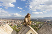 Rhesus macaque sat on roof in urban area rhesus macaque,rhesus monkey,macaca mulatta,mammalia,mammal,primate,Cercopithecidae,old world monkey,monkey,profile,face,teeth,eyes,ears,sitting,vertebrate,least concern,close up,angry,Himalayas,Asia,