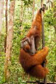 Large male Sumatran orangutan in rehabilitation centre Sumatran orangutan,orangutan,pongo abelii,mammalia,mammal,primate,hominidae,hominid,great ape,forest,rainforest,Sumatra,Indonesia,Asia,critically endangered species,critically endangered,male,face pla