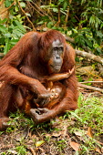 Mother Sumatran orangutan with young Sumatran orangutan,orangutan,pongo abelii,mammalia,mammal,primate,hominidae,hominid,great ape,forest,rainforest,Sumatra,Indonesisa,Asia,critically endangered species,critically endangered,close up,fem