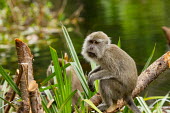 Long-tailed macaque wetlands,pose,perched,Crab-eating macaque,Long-tailed macaque,Cynomolgus monkey,Macaca fasicularis,mammalia,mammal,primates,cercopithecidae,monkey,macaque,old world monkey,least concern,forest,rainfor