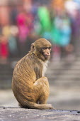 Rhesus macaque sitting rhesus macaque,rhesus monkey,macaca mulatta,mammalia,mammal,primate,Cercopithecidae,old world monkey,monkey,city,urban,road,urbanisation,urbanization,profile,face,eyes  ears,cute,sitting,vertebrate,le