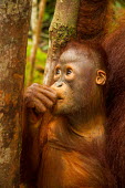 Infant Sumatran orangutan Sumatran orangutan,orangutan,pongo abelii,mammalia,mammal,primate,hominidae,hominid,great ape,forest,rainforest,Sumatra,Indonesia,Asia,critically endangered species,critically endangered,cute,baby,you