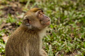 Long-tailed macaque looking up Crab-eating macaque,Long-tailed macaque,Cynomolgus monkey,Macaca fasicularis,mammalia,mammal,primates,cercopithecidae,monkey,macaque,old world monkey,least concern,forest,rainforest,Sumatra,Indonesia,