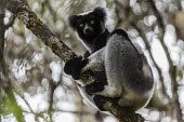 Indri in tree Indri,Indri indri,lemur,mammalia,mammal,primates,indriidae,vertebrate,critically endangered,critically endangered species,cute,side profile,profile,face,Madagascar,Africa,forest,rainforest,endemic,cli