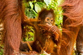 Infant Sumatran orangutan Sumatran orangutan,orangutan,pongo abelii,mammalia,mammal,primate,hominidae,hominid,great ape,forest,rainforest,Sumatra,Indonesisa,Asia,critically endangered species,critically endangered,eyes,baby,cu