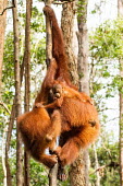 Sumatran orangutan adults with young climbing tree baby,juvenile,young,infant,parents,parent,climb,climbing,Sumatran orangutan,orangutan,pongo abelii,mammalia,mammal,primate,hominidae,hominid,great ape,forest,rainforest,Sumatra,Indonesisa,Asia,critica