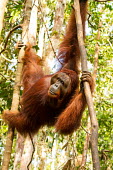 Male Sumatran orangutan climbing Sumatran orangutan,orangutan,pongo abelii,mammalia,mammal,primate,hominidae,hominid,great ape,forest,rainforest,Sumatra,Indonesisa,Asia,critically endangered species,critically endangered,male,climbin
