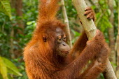 Young Sumatran orangutan dangling from tree baby,juvenile,young,infant,portrait,Sumatran orangutan,orangutan,pongo abelii,mammalia,mammal,primate,hominidae,hominid,great ape,forest,rainforest,Sumatra,Indonesisa,Asia,critically endangered specie