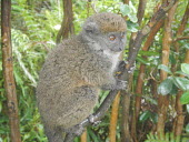 Eastern lesser bamboo lemur Eastern Lesser bamboo lemur,Lesser bamboo lemur,Grey gentle lemur,Bamboo lemur,Mammalia,mammal,Lemuridae,lemur,face,fur,eyes,nose,ears,forest,rainforest,cute,vulnerable,vertebrate,close up,profile,Mad