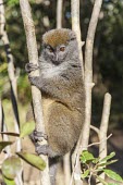 Dwarf lemur in tree Dwarf lemur,Cheriogaleus,Cheirogaleidae,primates,mammalia,mammal,Madagascar,endemic,Africa,profile,climbing,cute,face,eyes,nose,lemur,vertebrate