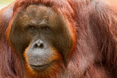 Male Sumatran orangutan close-up Sumatran orangutan,orangutan,pongo abelii,mammalia,mammal,primate,hominidae,hominid,great ape,forest,rainforest,Sumatra,Indonesisa,Asia,critically endangered species,critically endangered,close up,mal