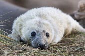 Grey seal pup Gray seal,Grey seal,Halichoerus grypus,mammalia,mammal,carnivora,carnivore,Phoicdae,seal,earless seal,cute,eyes,baby,pup,infant,young,juvenile,white,nose,whiskers,least concern,UK species,British spec