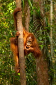Sumatran orangutan eating baby,juvenile,young,climbing,profile,portrait,Sumatran orangutan,orangutan,pongo abelii,mammalia,mammal,primate,hominidae,hominid,great ape,forest,rainforest,Sumatra,Indonesisa,Asia,critically endange
