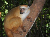Sclater's lemur in tree Sclater's lemur,Sclater's black lemur,Blue-eyed black lemur,eulemur flavifrons,mammalia,mammal,primates,lemuridae,lemur,face,fur,eyes,nose,ears,forest,rainforest,cute,critically endangered,vertebrate,