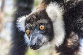Ruffed lemur close-up Black and white ruffed lemur,Ruffed lemur,mammalia,mammal,primates,Lemuridae,lemur,hanging,climbing,animal behaviour,cute,endemic,critically endangered species,critically endangered,Madagascar,Africa,