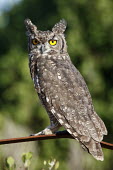 Male spotted eagle-owl perched on branch owls,birds of prey,perched,branch,sitting,eyes,close-up,male,looking,pattern,patterned,Bubo africanus,spotted eagle-owl,least concern,aves,bird,owl,Strigidae,profile,Sandbaai,Western cape,South Africa