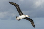Immature Shy Albatross in flight African bird,Horizontal,Outdoors,Pelagic,Seabirds,South Africa,africa,african wildlife,albatross,animal,aves,avian,biology,cape canyon,color,day,fauna,flying,marine,oceans,ornithological,ornithology,p