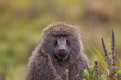 Olive baboon portrait Olive baboon,Anubis baboon,Paiop anubias,mammalia,mammal,primate,old world monkey,cercopithecidae,least concern,baboon,face,eyes,nose,close up,fur,profile,vertebrate,Primates,Old World Monkeys,Cercopi