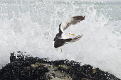 Kelp gull flying from waves African bird,Beauty in Coastline,Horizontal,Kelp Gull,Marine Protected Area,National Park,South Africa,West Coast National Park,Western Cape,africa,african,african wildlife,animal,aves,avian,biology,f