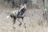 Wild Dog running after prey Horizontal,KwaZulu Natal,South Africa,Zimanga Game Reserve,Zululand,africa,african,african animal,african mammal,african wildlife,animal,animal themes,animals in the wild,biology,carnivore,day,endange